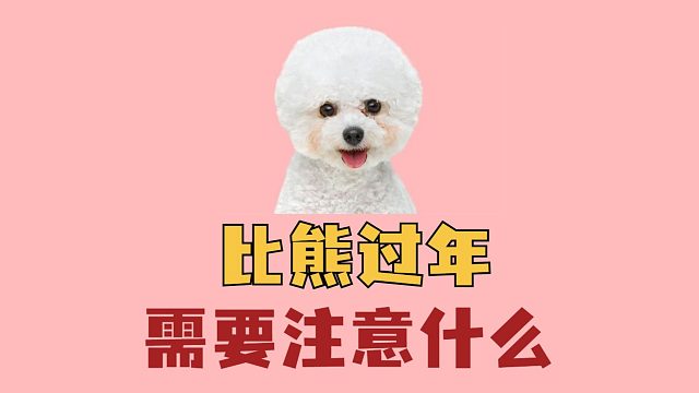 过年照顾比熊需要注意什么？这3点很重要！
