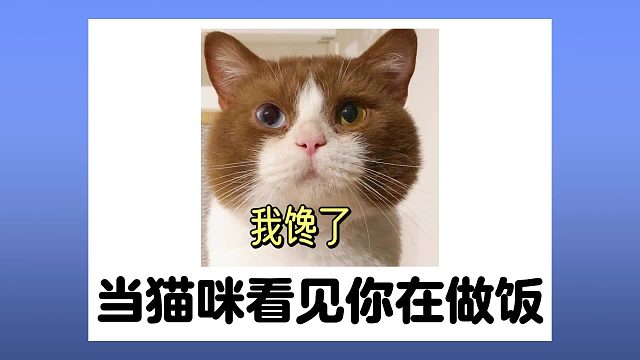 当猫咪看见你在做饭，它还以为有好吃的呢