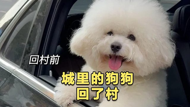 回村的诱惑，没有狗狗能拒绝