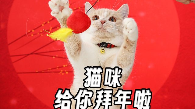 猫咪给你拜年啦，接好运