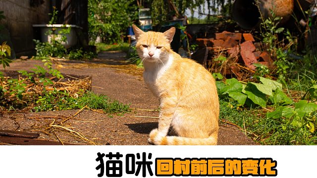 猫咪回村后的变化能有多大？反差拉满！
