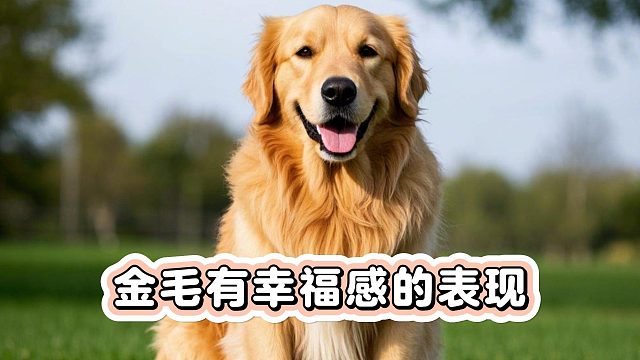 日子过得幸福的金毛，会有这4种迹象