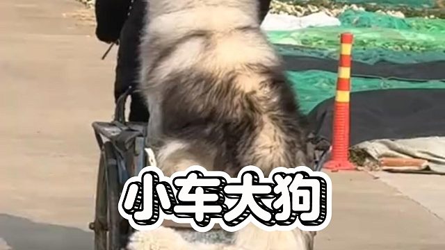 狗之大，一个三轮装不下