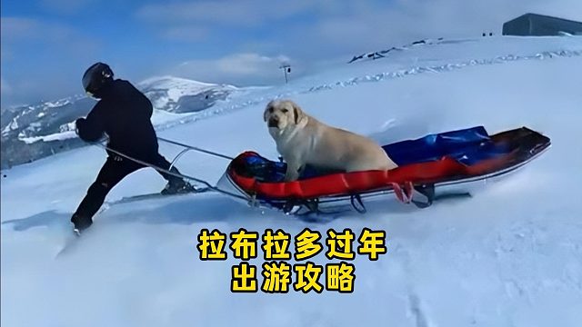 过年这段时间，可以带拉布拉多玩什么呢？