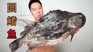 被催好幾年的深海冷水怪魚“海參斑”翻車?yán)玻。。? style=