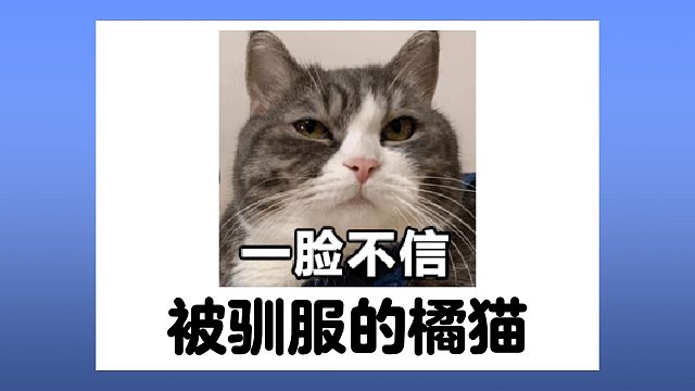 训狗见多了，训猫还是第一次见