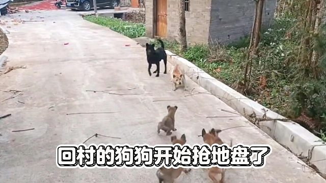 回村的狗狗开始抢地盘了，就离谱