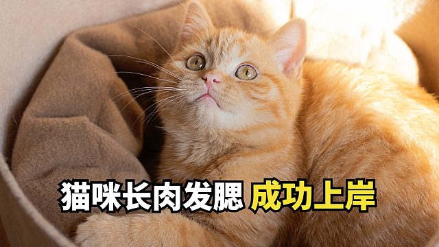 讲真的，猫粮选对能长肉发腮