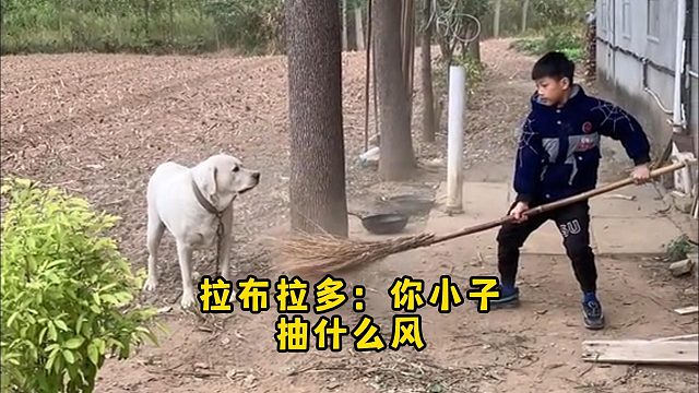网友家的侄子，替他教训拉布拉多