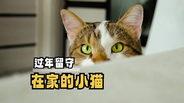 小猫哪懂什么是过年，它只知道见不到妈妈了