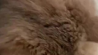 小貓咪最可愛