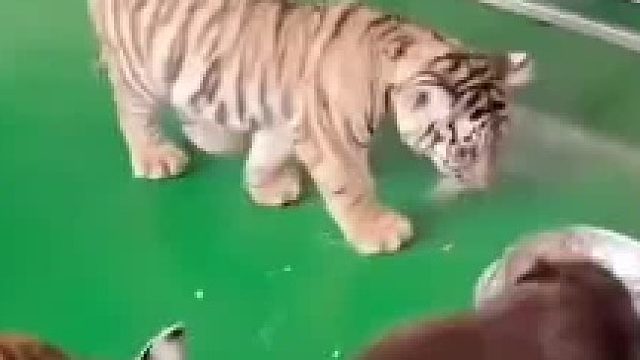 如何正确的护食