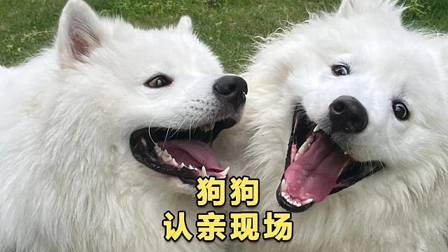 两只狗狗意外“撞脸”，竟然是亲兄弟