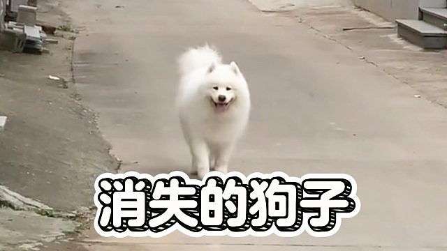 消失的狗子，去干坏事了