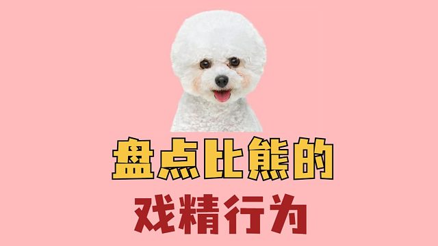 盘点比熊的戏精行为，认真你就输了！