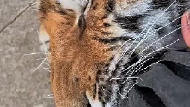 它叼这我的腿跑了还用追上去捏它鼻子吗。