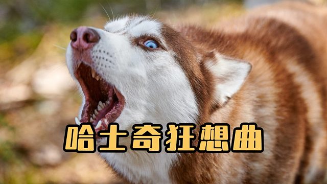 音乐狗才，哈士奇的音乐家灵魂藏不住了！