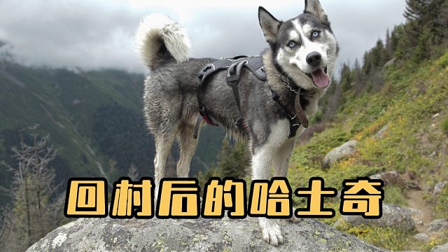 回村后的哈士奇，直接如鱼得水！