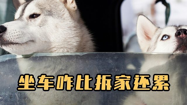 铲屎官带哈士奇回家过年，感觉它比拆家累！