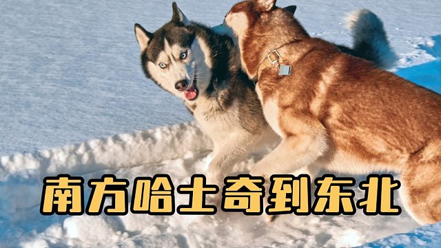 当南方的哈士奇到了东北，直接血脉觉醒！