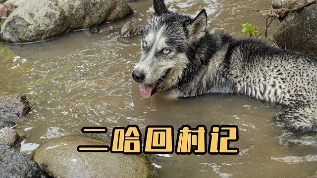 哈士奇过年的一天，这日子也太丰富了！