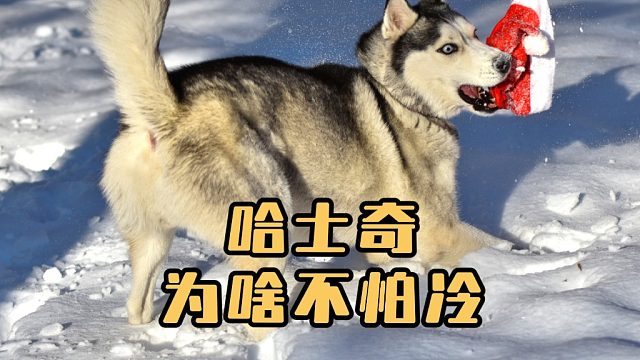 哈士奇为啥不怕冷？抗寒能力太强了！