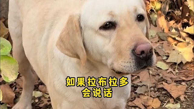 如果拉布拉多会说话，它最想和你说什么