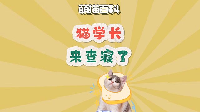 猫学长来查寝了，跟回自己家一样自在