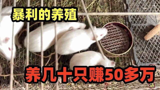 养几十只可赚50万，暴利养殖，这一次我赌赢了，好养利润高！