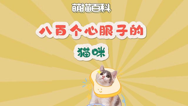 八百个心眼子的猫咪，差点被它骗到了