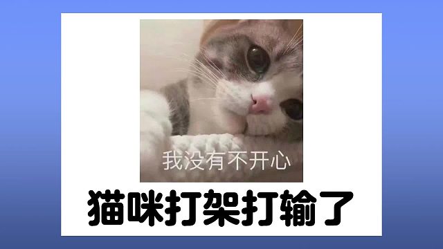 猫咪打架打输了，被人绑回来了