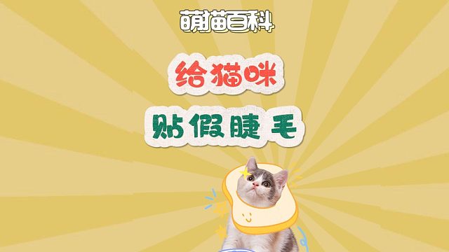给猫咪贴假睫毛，这也太好看了吧！