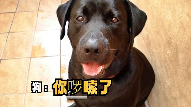 人类喜欢过年的热闹氛围，可猫咪却崩溃了