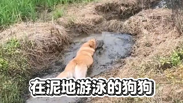 在泥地游泳的狗狗，看得我瑟瑟发抖