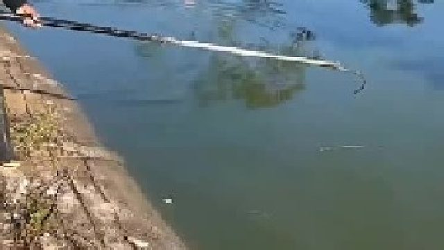 几条鳄鱼今天躺平了