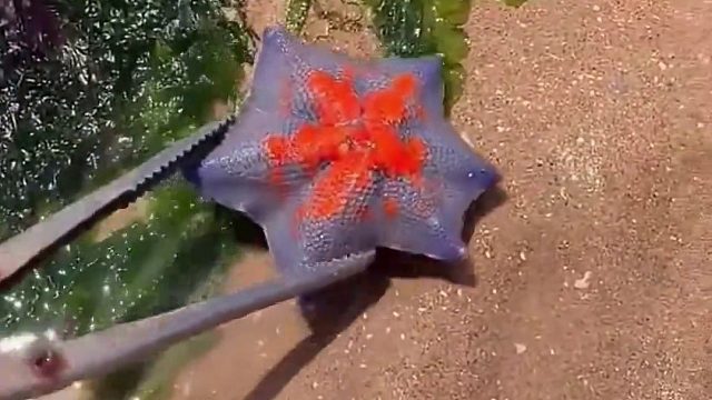 户外赶海抓海鲜