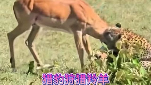 猎豹狩猎羚羊，羚羊奋力挣扎