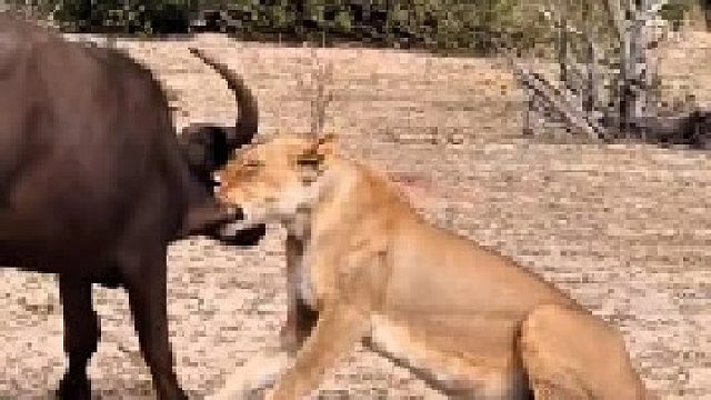 母狮捕猎锁喉水牛