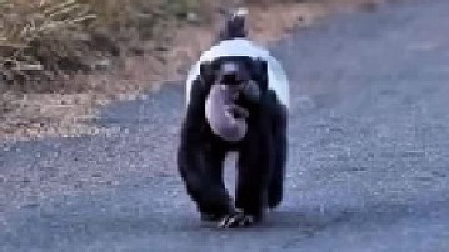 蜜獾带着幼崽搬家