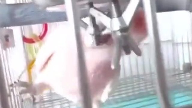 这鹦鹉怕是成精了