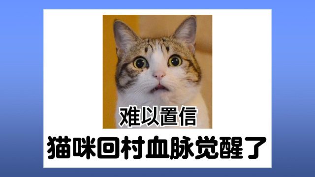 猫咪回村血脉觉醒了，咬着老鼠不松口