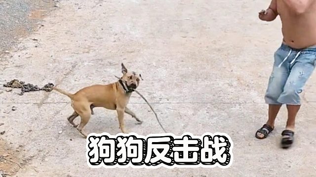 狗狗反击战，被气疯了