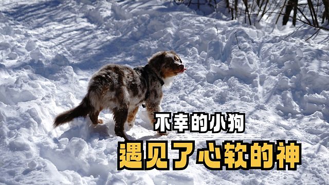 不幸的小狗遇到了心软的神