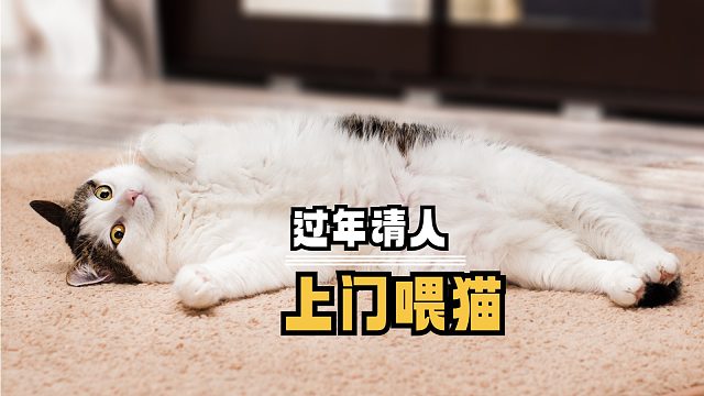 过年请人上门喂猫