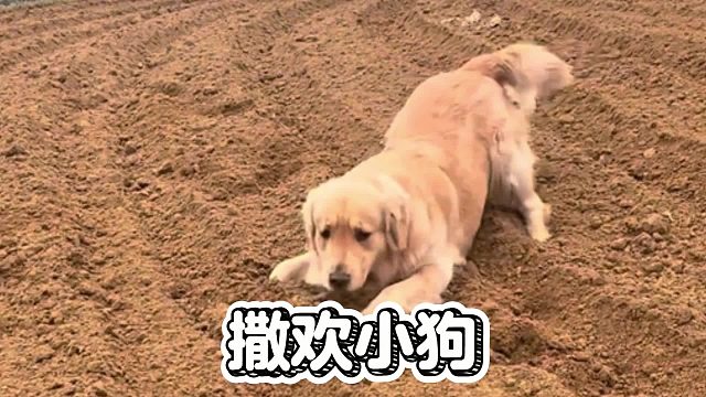 撒欢小狗，解脱了