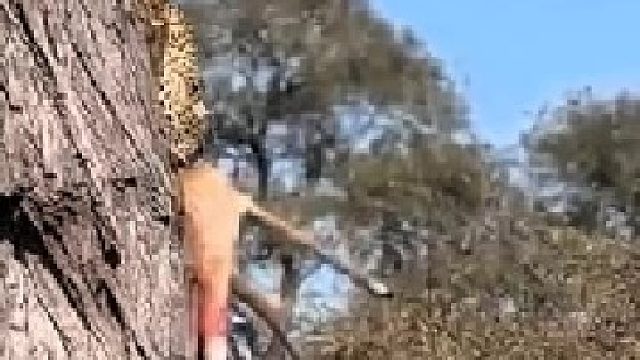 花豹痛失猎物，鬣狗捡了个大便宜