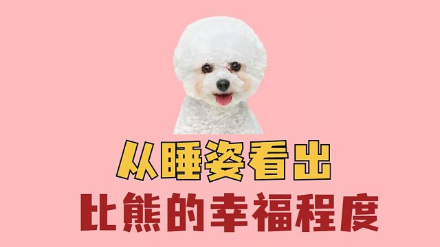 比熊的不同睡姿，代表着不同的幸福程度！