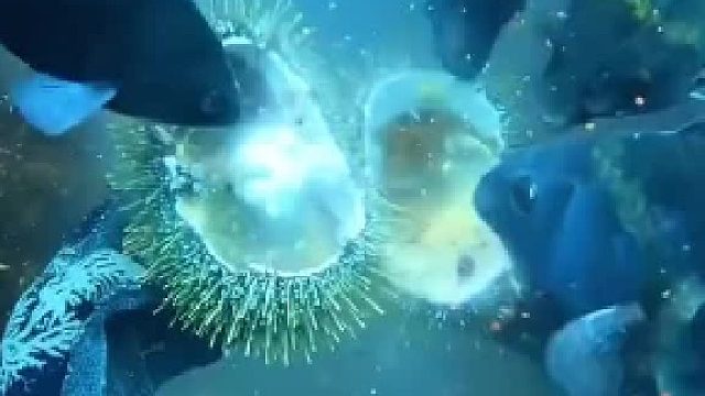 开一个嘛，开一个嘛