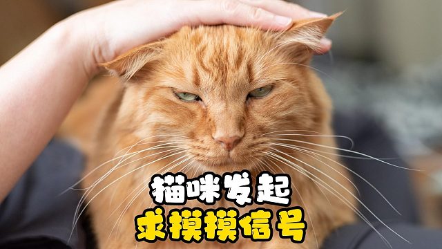 猫咪发起求摸摸信号，喵喵叫个不停！