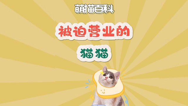 被迫营养的猫猫，一脸不高兴